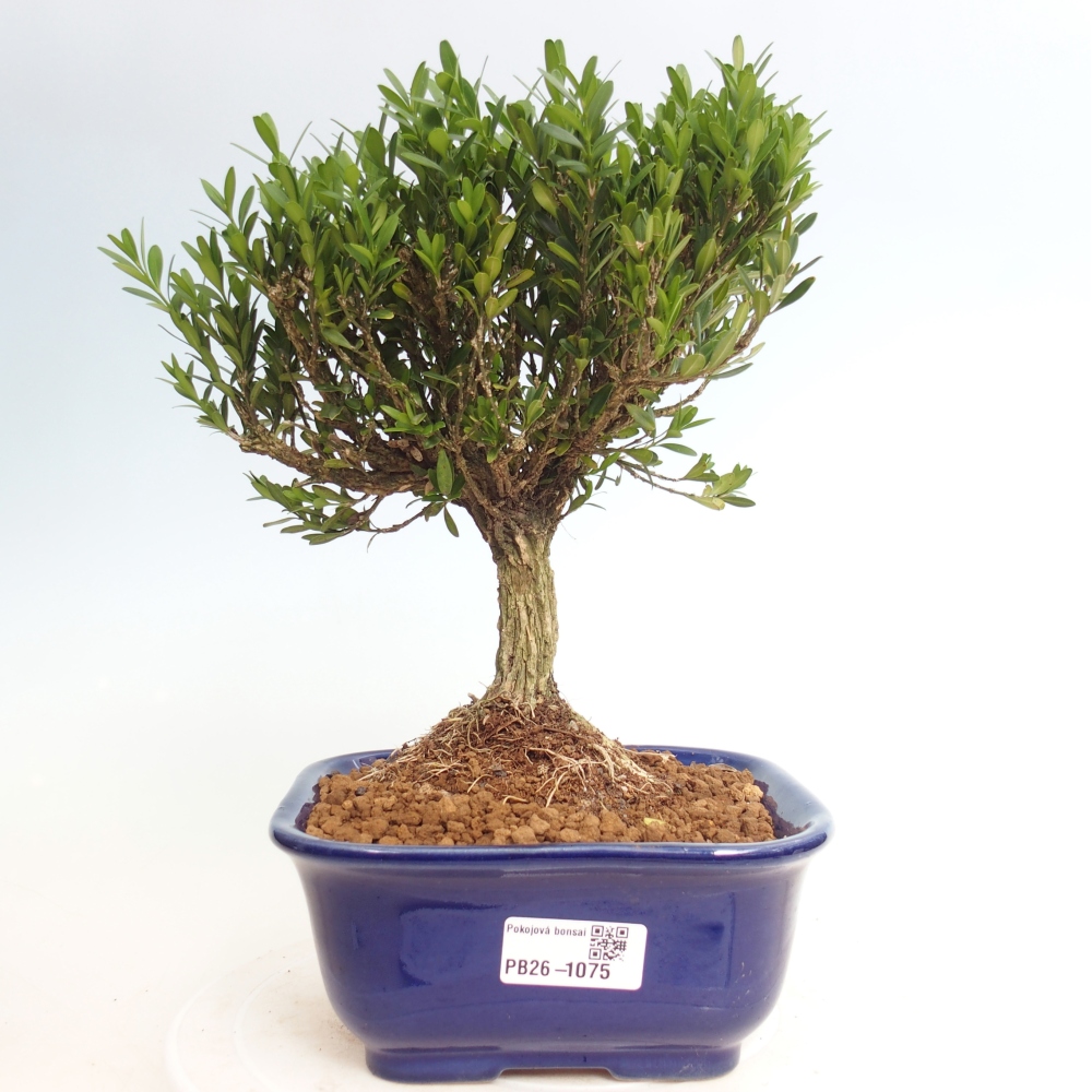 Camera bonsai - Buxus harlandii - buxus da sughero