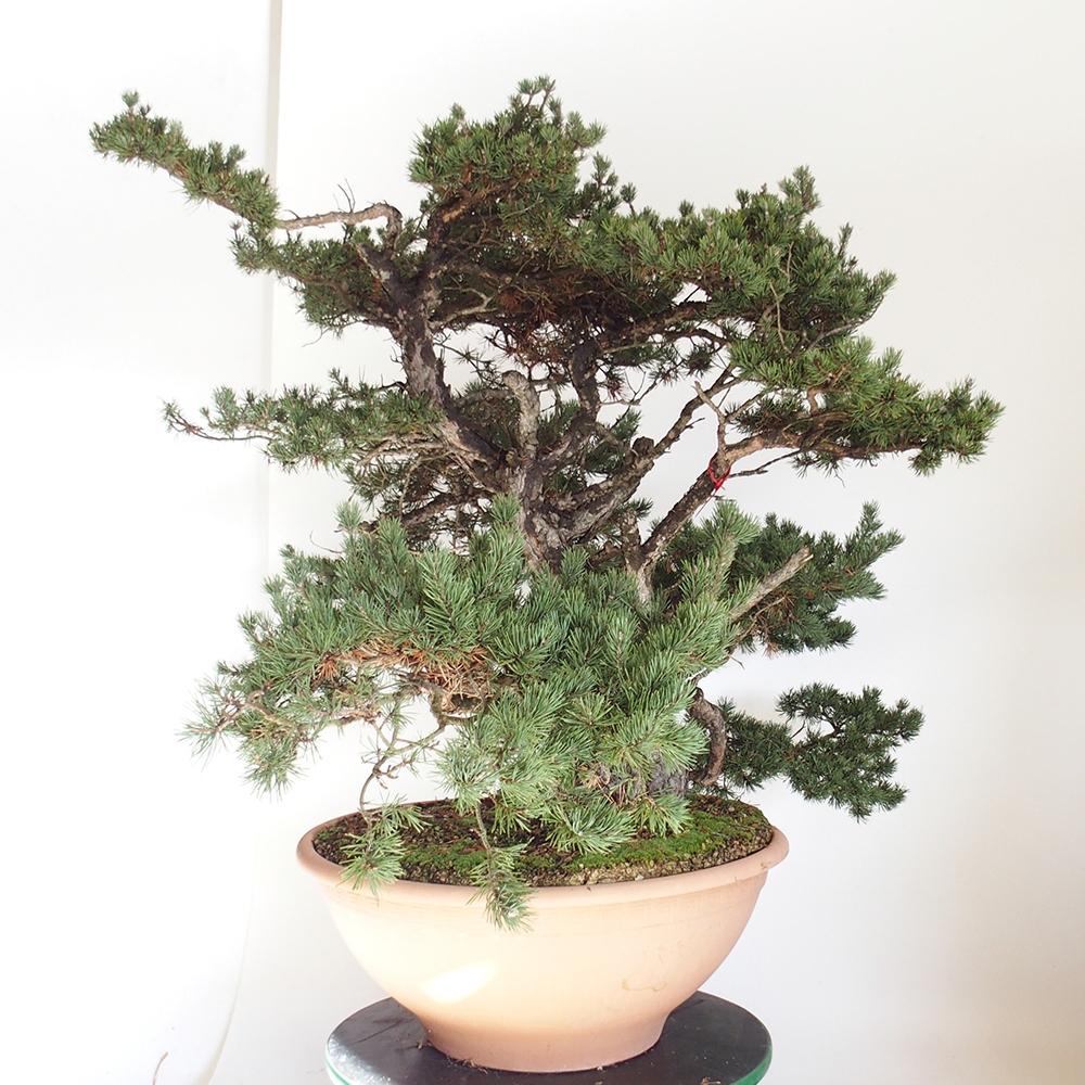 Yamadori - Pinus sylvestris Spagna