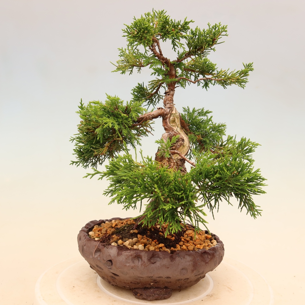 Bonsai da esterno - Juniperus chinensis Itoigawa