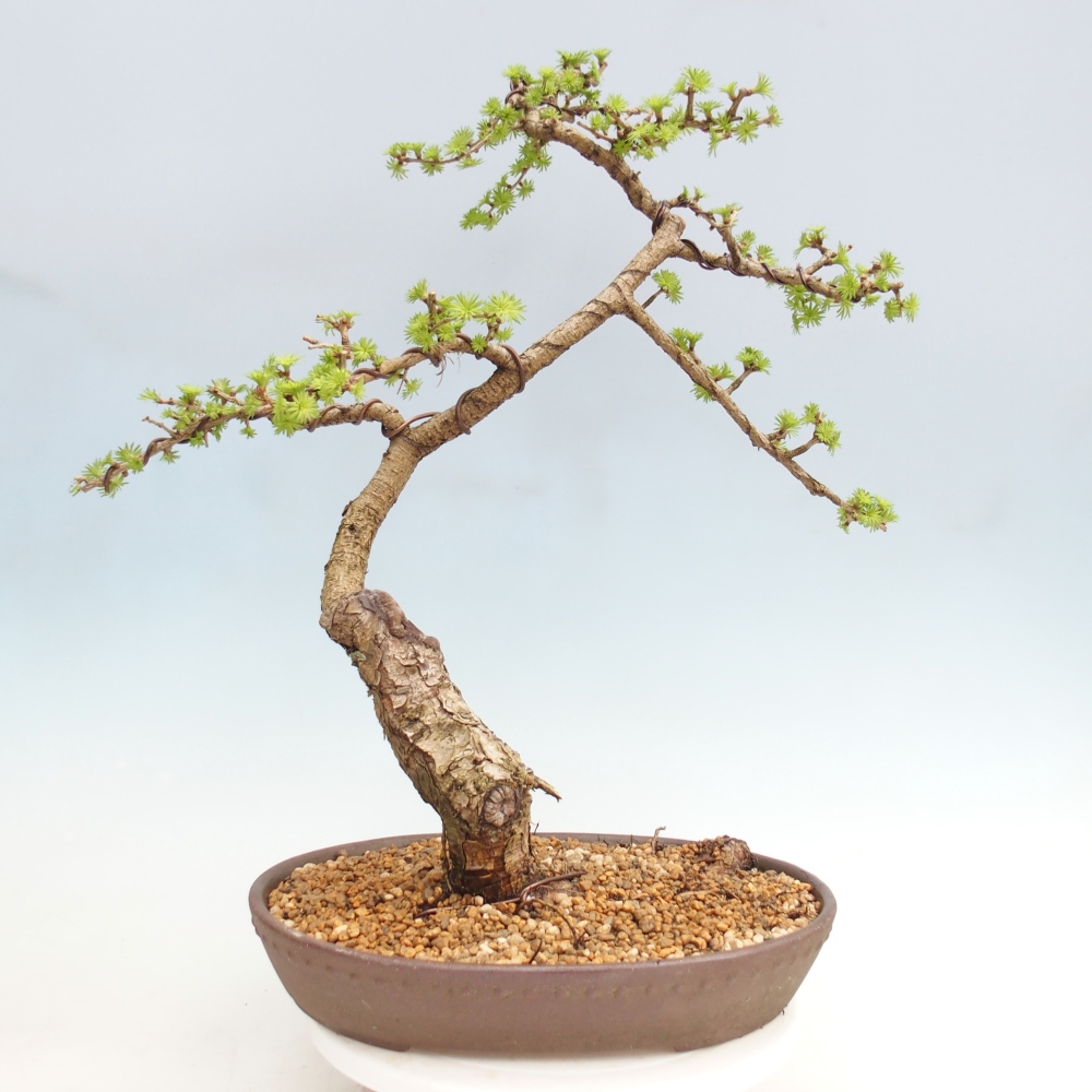 Bonsai da esterno -Larix decidua - Larice - Solo trasporto su pallet