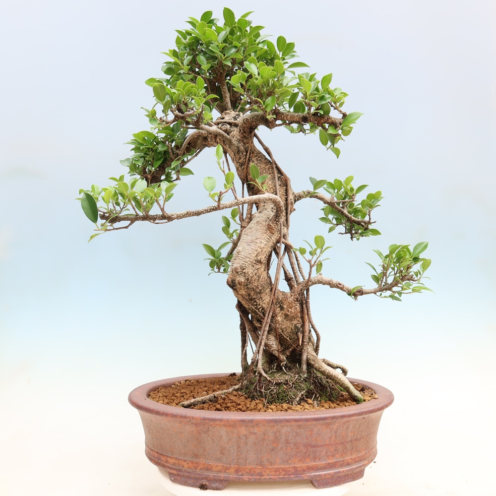 Camera bonsai - Ficus kimmen - ficus a foglie piccole