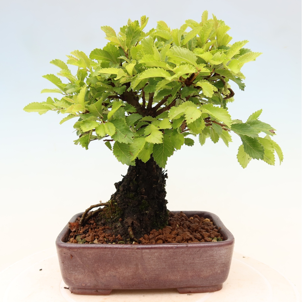 Bonsai da esterno - Zelkova - Zelkova NIRE