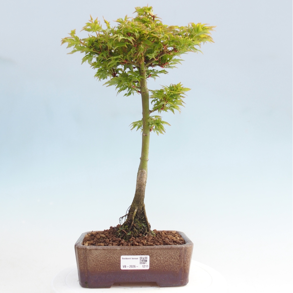 Bonsai da esterno -Palma di Giava Acer palmatum Shishigashira