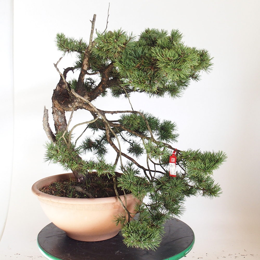 Yamadori - Pinus sylvestris Spagna