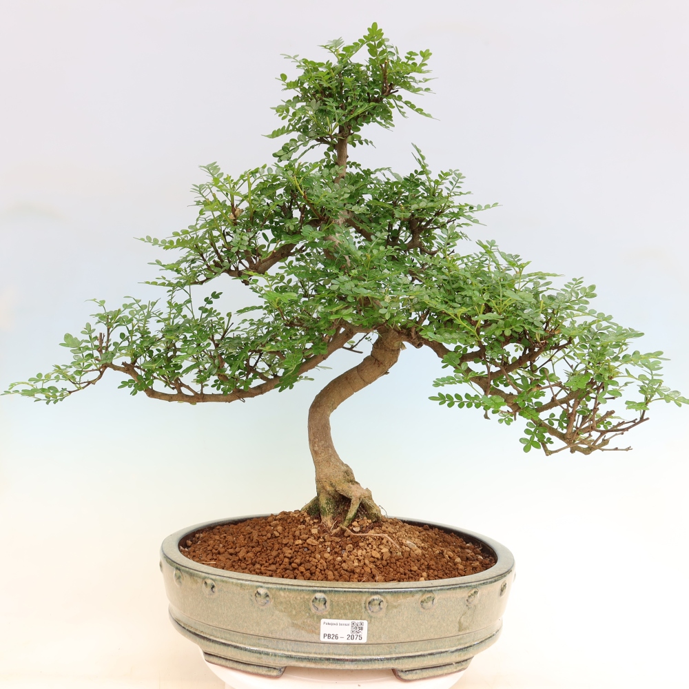 Camera bonsai - Zantoxylum piperitum - albero del pepe