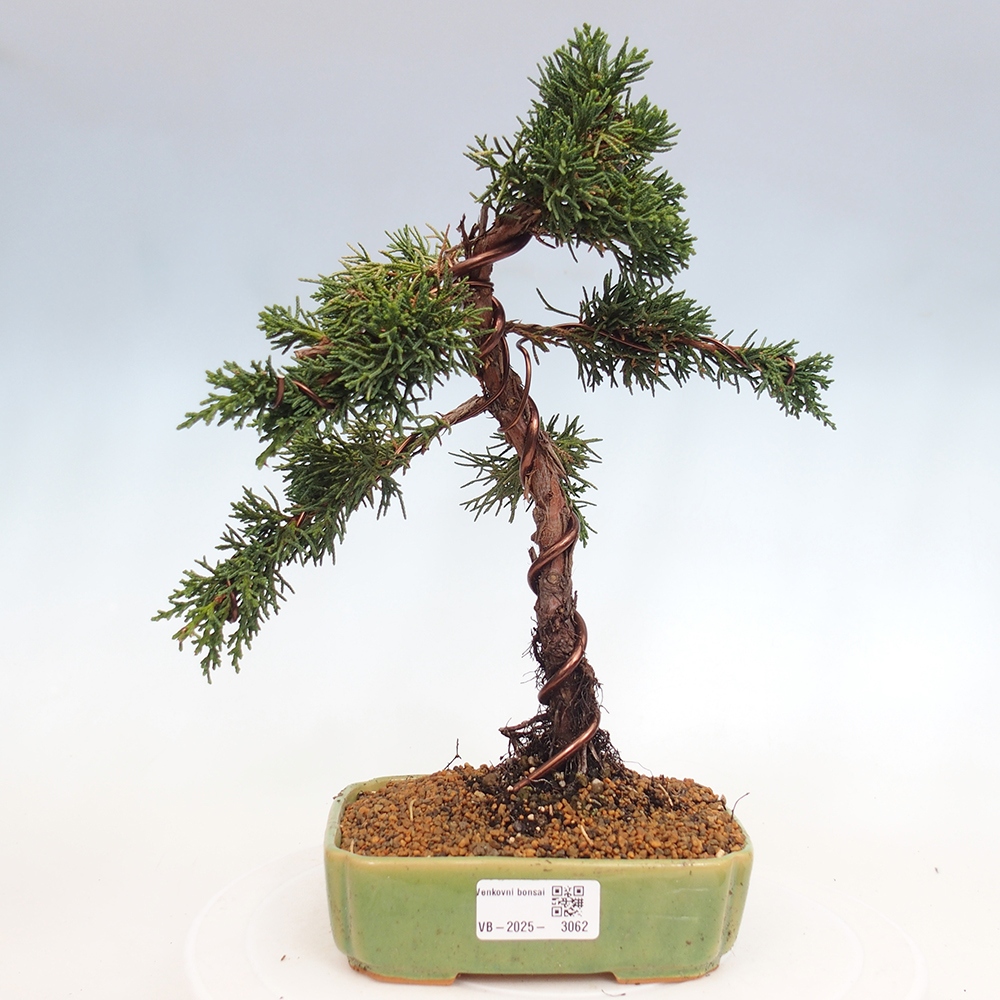 Bonsai da esterno - Juniperus chinensis Kishu