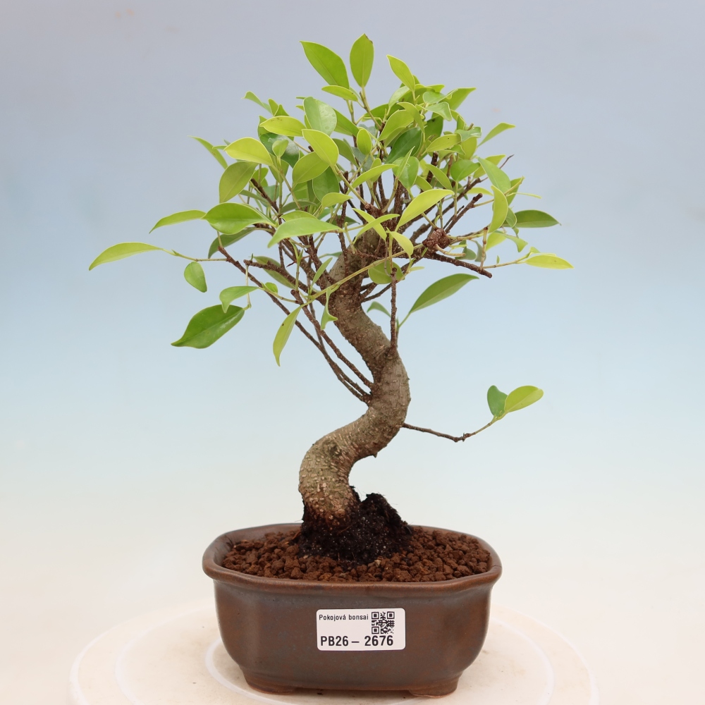 Camera bonsai - Ficus kimmen - ficus a foglie piccole