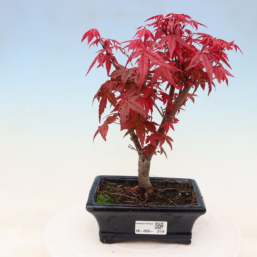 Bonsai da esterno - Acer palmatum DESHOJO