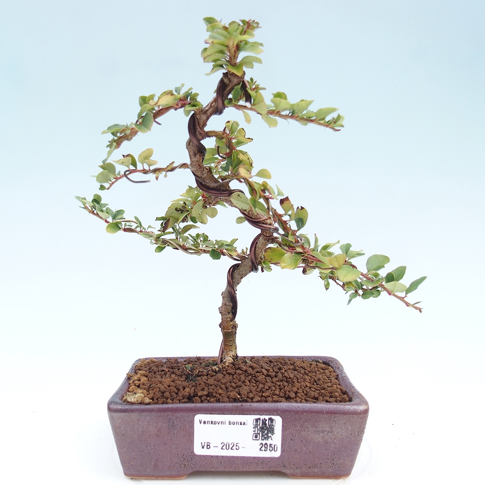 Bonsai da esterno - Cotoneaster horizontalis - Rocky Mountain