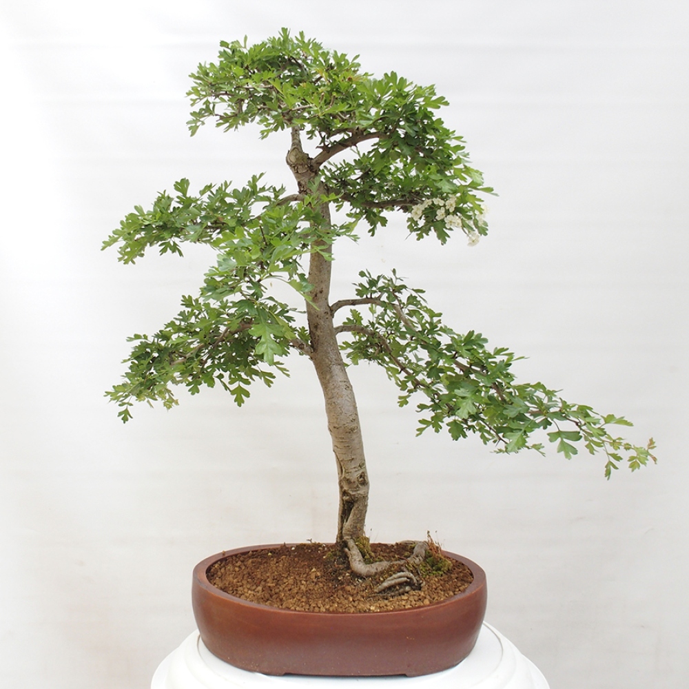 Bonsai da esterno - Biancospino - Crataegus monogyna