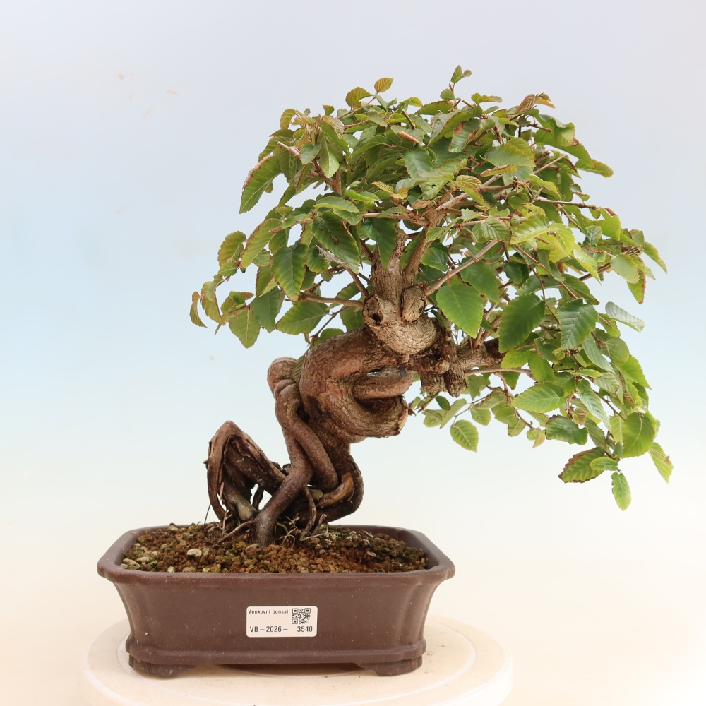 Bonsai da esterno -Carpinus CARPINOIDES - Carpino coreano