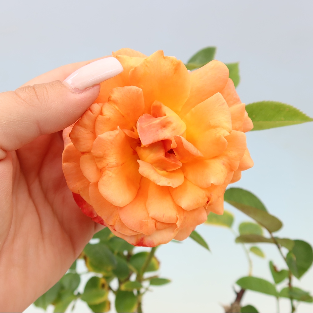 Bonsai da esterno - Rosa Kordes - rosa