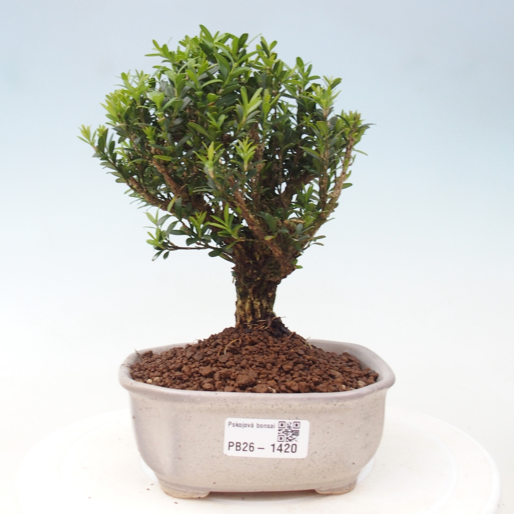 Camera bonsai - Buxus harlandii - buxus da sughero