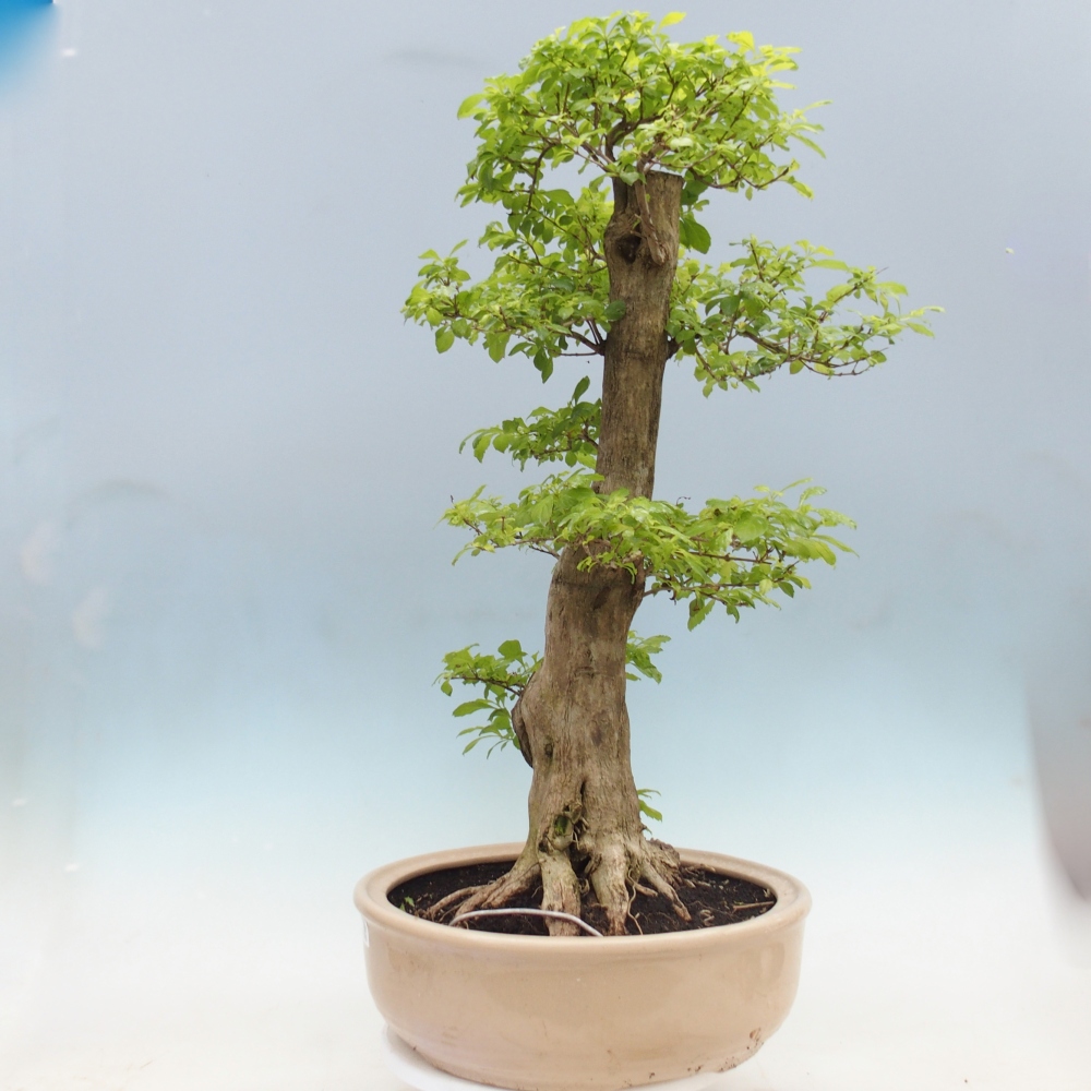 Bonsai da camera - Duranta erecta Aurea - SOLO RITIRO PERSONALE o trasporto su pallet
