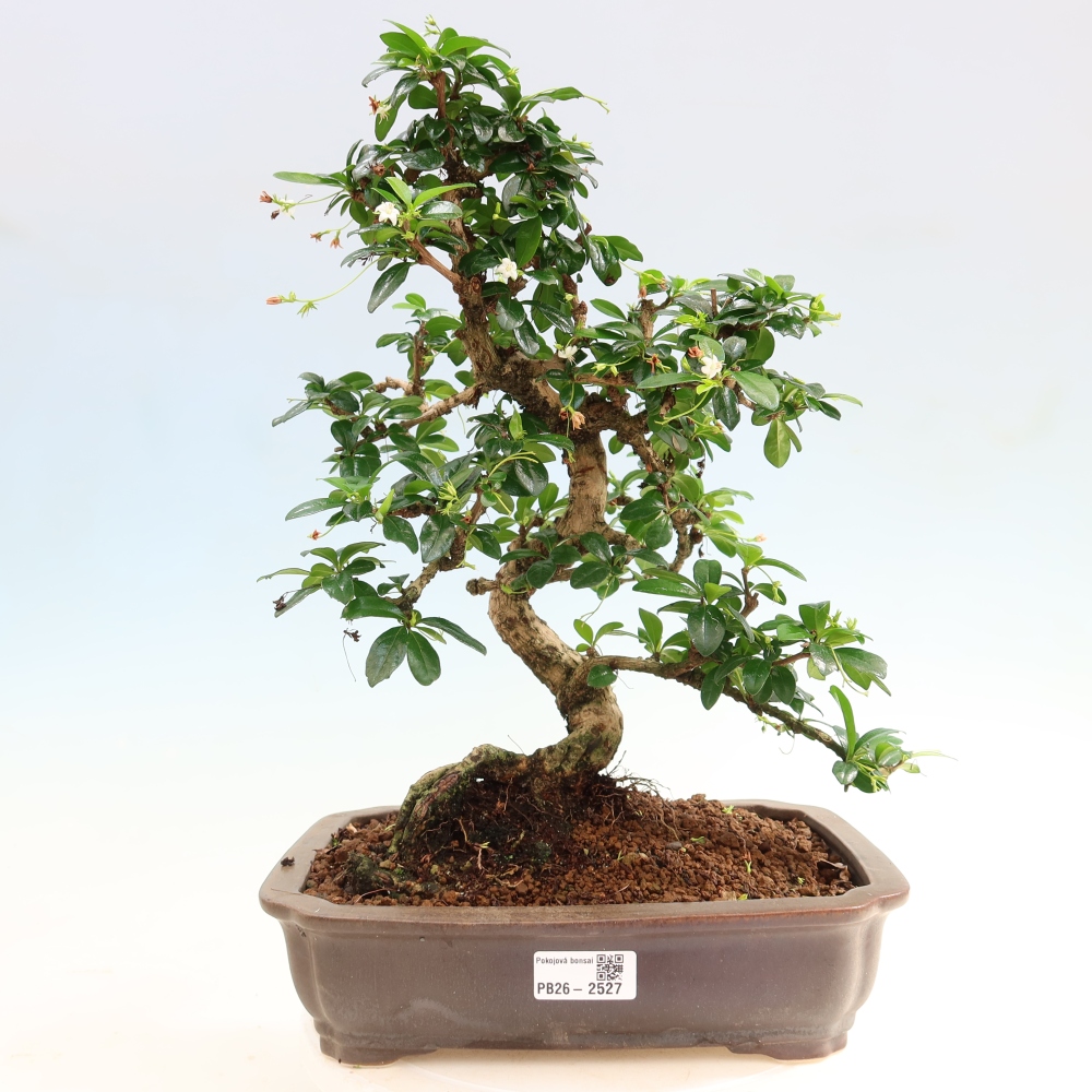 Camera bonsai - Carmona macrophylla - Tea fuki