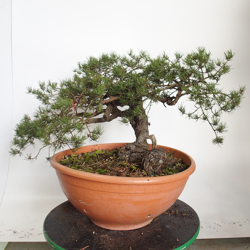Yamadori - Pinus sylvestris Spagna