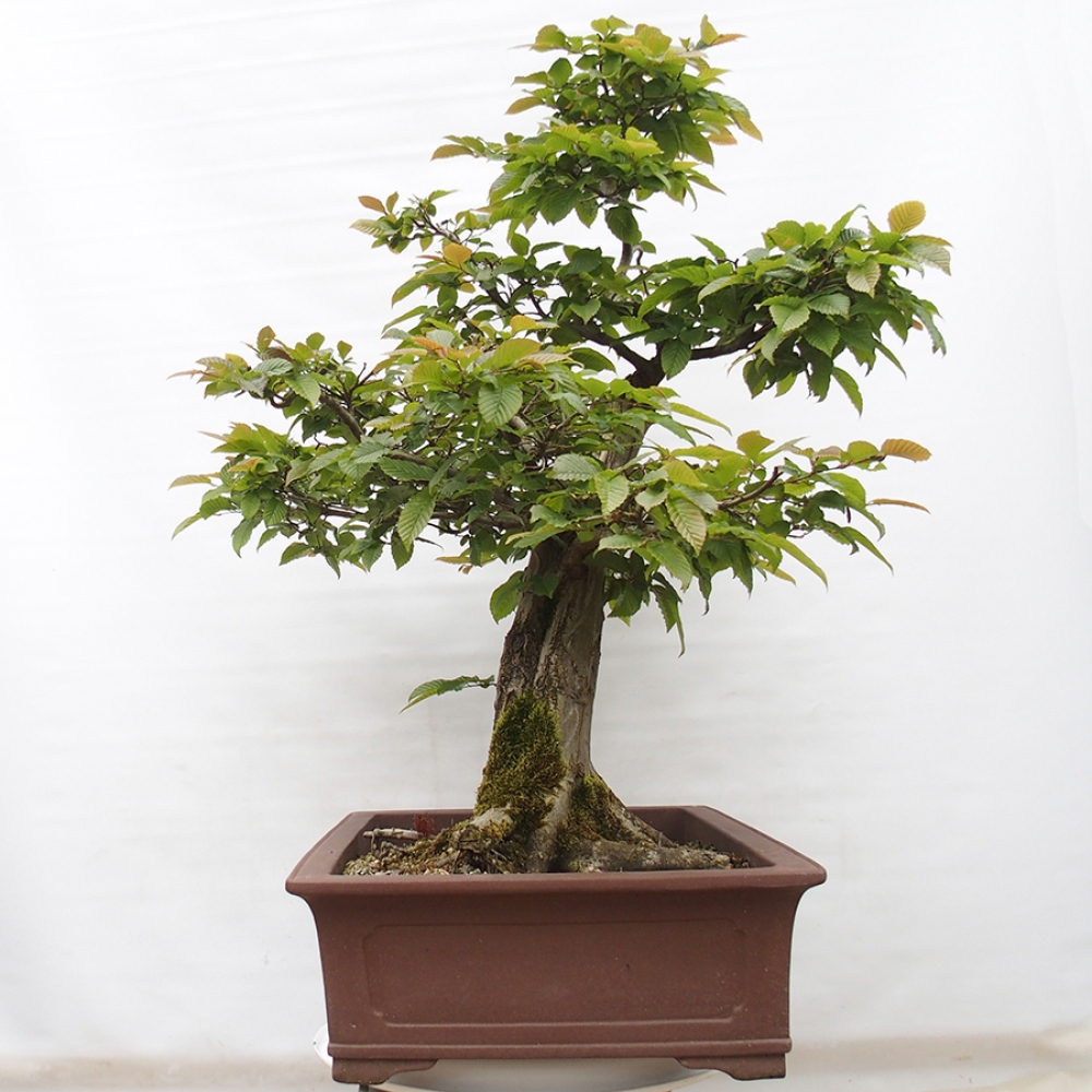 Bonsai da esterno - Carpino - Carpinus betulus