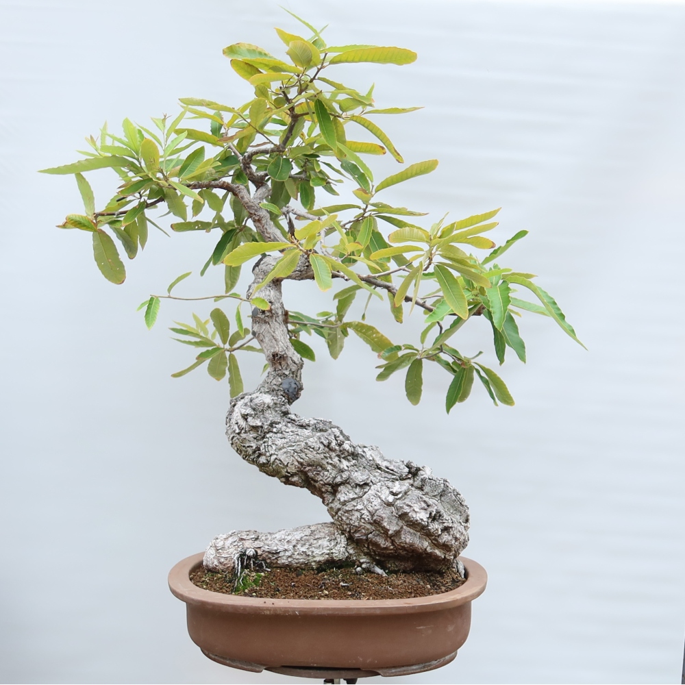 Bonsai da esterno - Quercus castaneifolia  - Quercia a foglia di castagno
