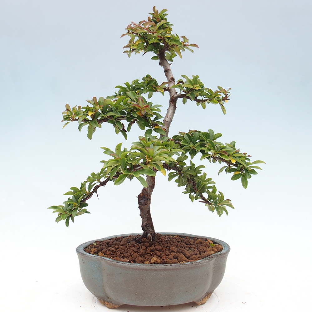 Bonsai da esterno-Pyracantha Teton -Hlox