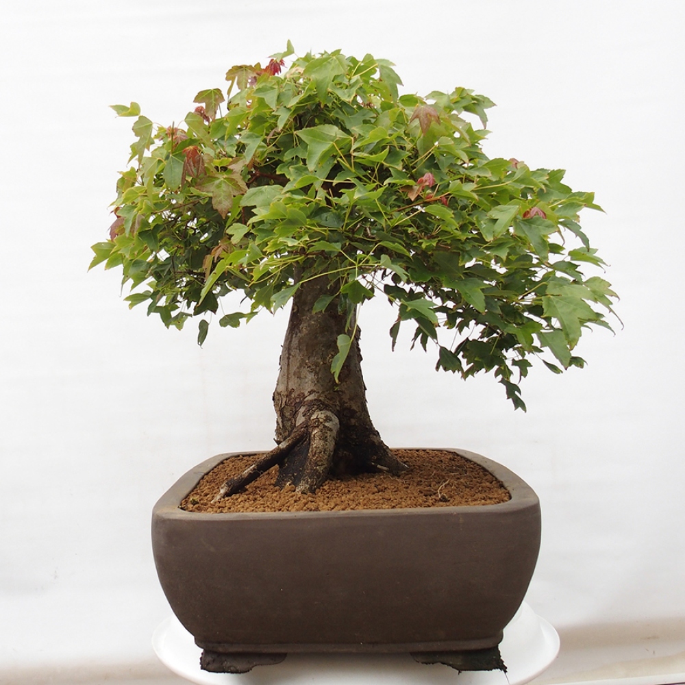 Bonsai da esterno - Acer Buergerianum - Acero di Burger