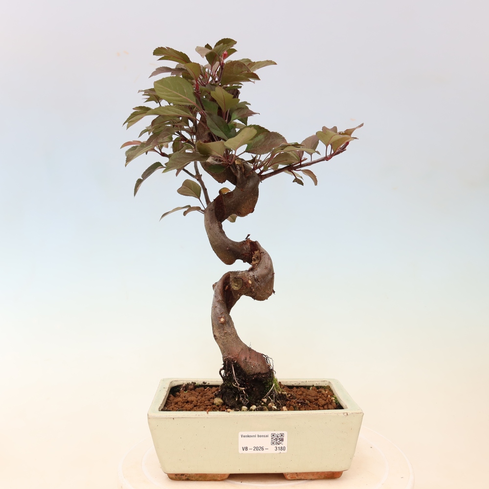 Bonsai da esterno -Malus domestica - Melo a piccoli frutti a foglie rosse