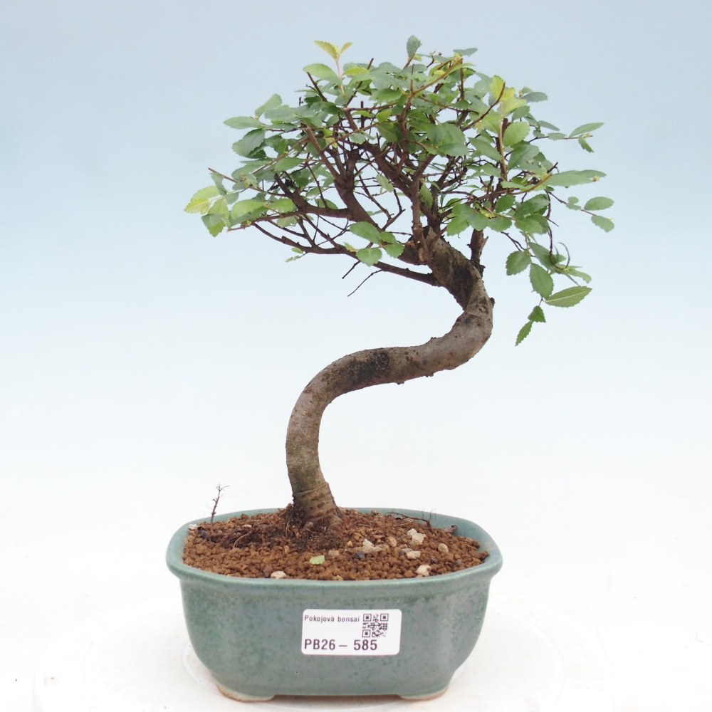 Camera bonsai - Ulmus parvifolia - Olmo a foglie piccole