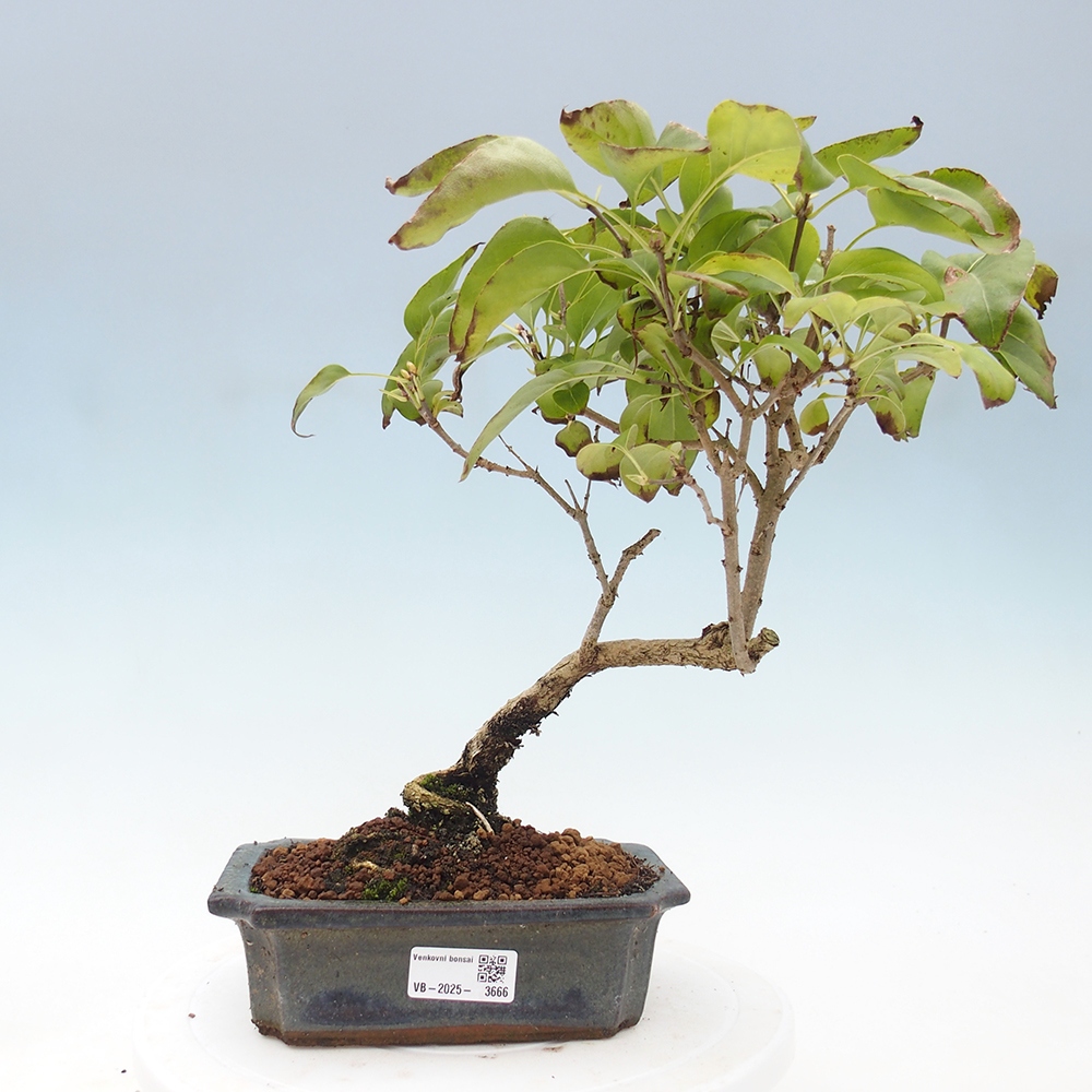 Bonsai da esterno - Lillà - Syringa vulgaris