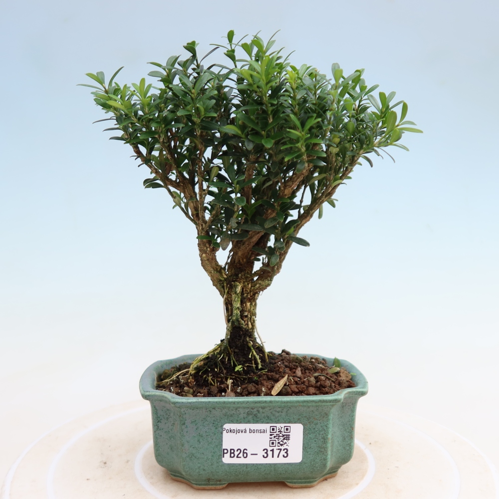 Camera bonsai - Buxus harlandii - buxus da sughero