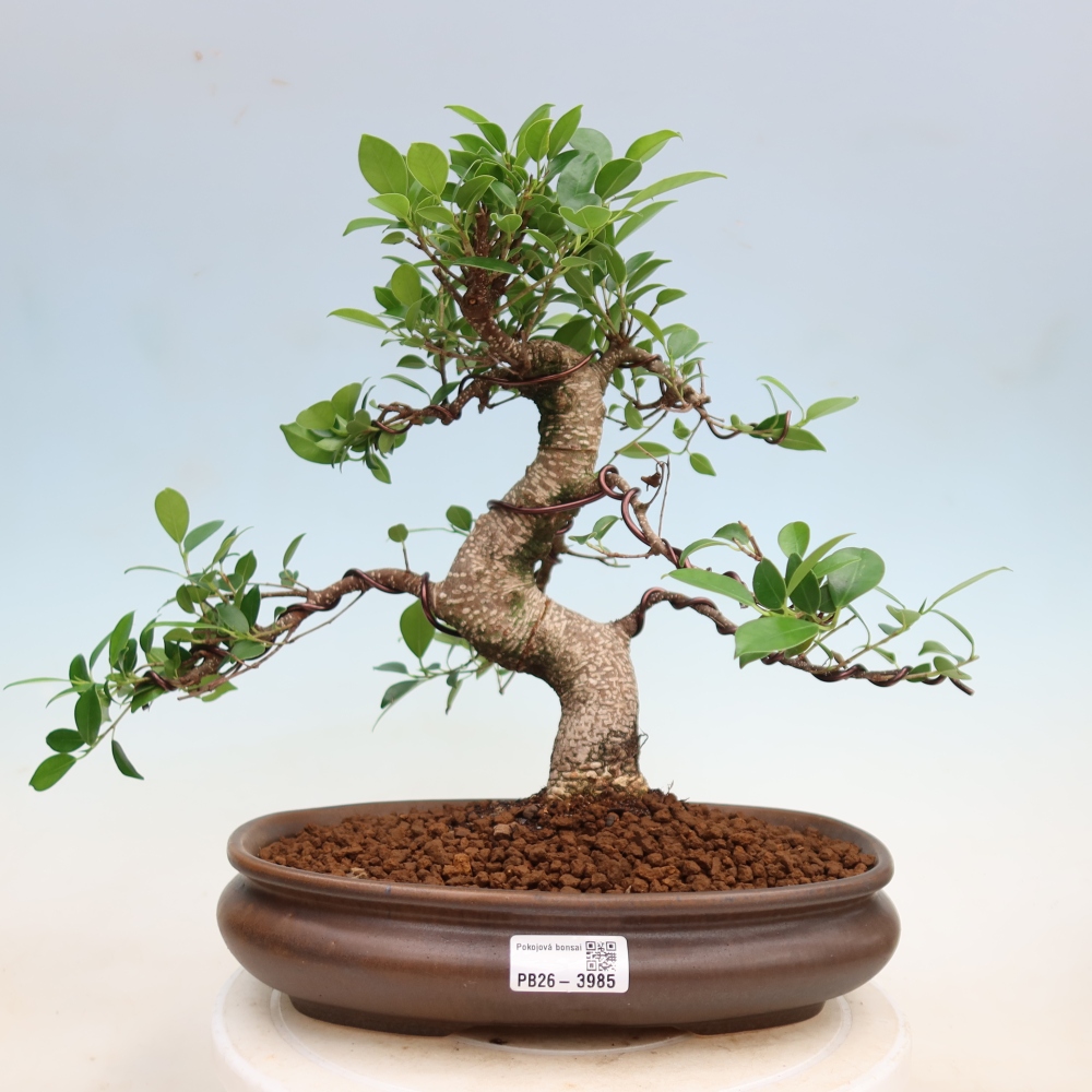 Camera bonsai - Ficus kimmen - ficus a foglie piccole