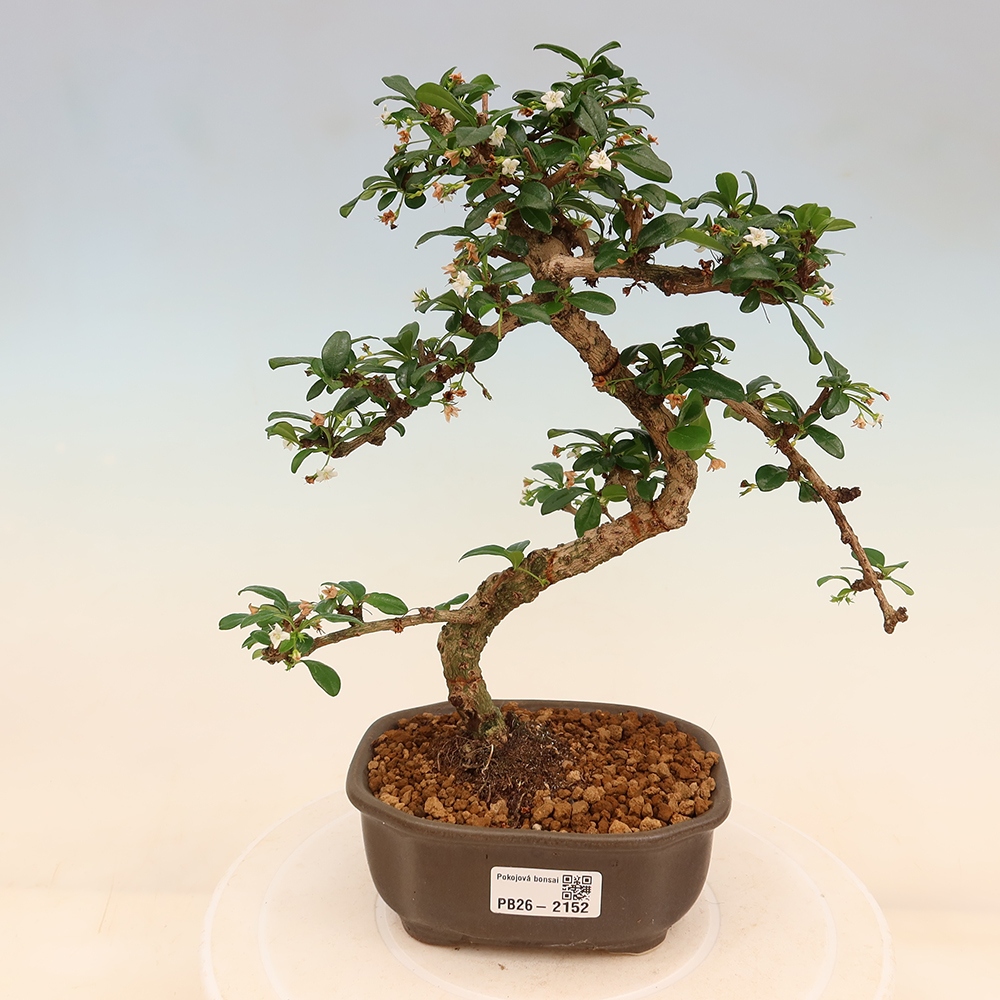 Camera bonsai - Carmona macrophylla - Tea fuki
