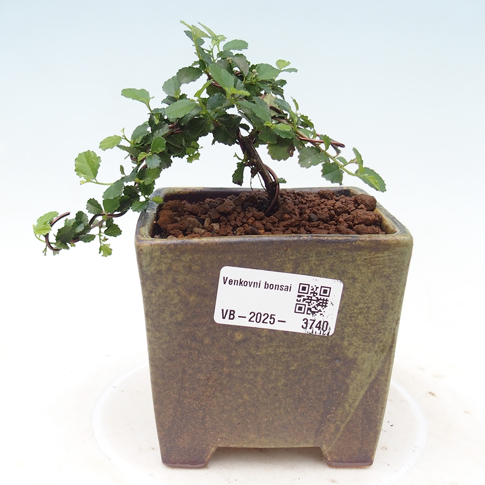 Camera bonsai - Grewia sp. - Grewia malafolia