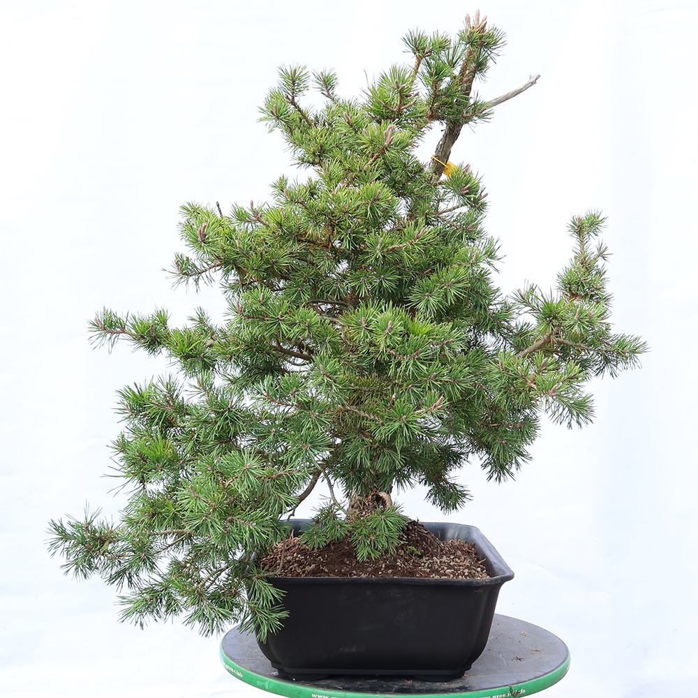 Pinus sylvestris Spagna - pino silvestre