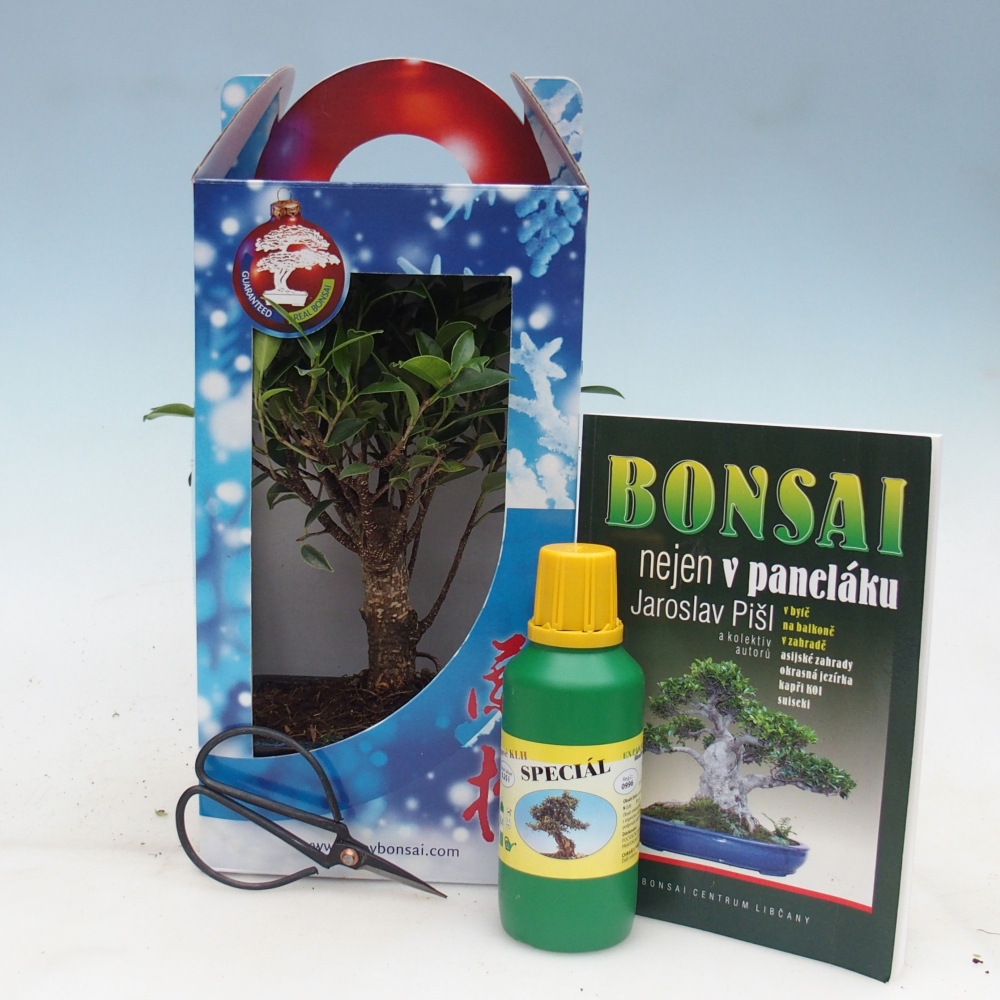 Bonsai da camera in confezione regalo Ficus retusa - Ficus a foglie piccole