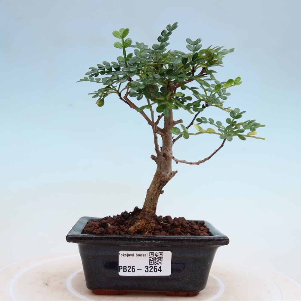 Camera bonsai - Zantoxylum piperitum - albero del pepe