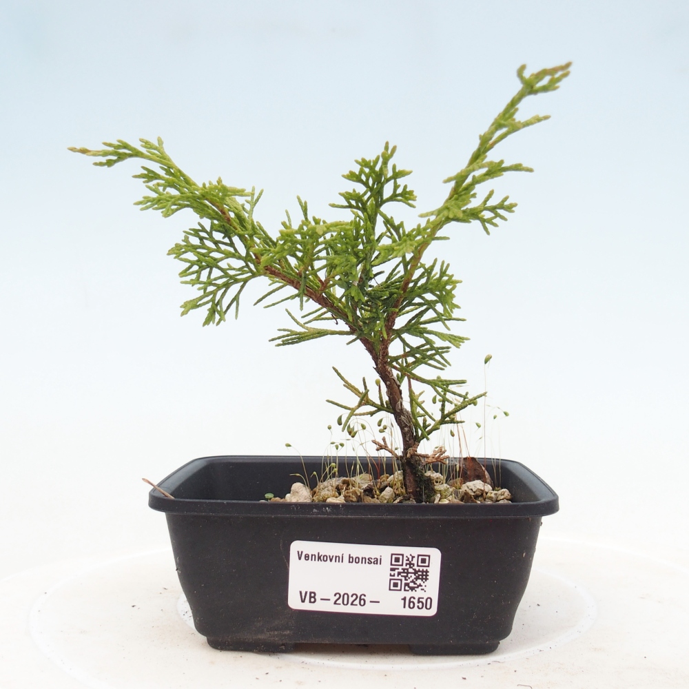 Bonsai da esterno - Juniperus chinensis Itoigawa