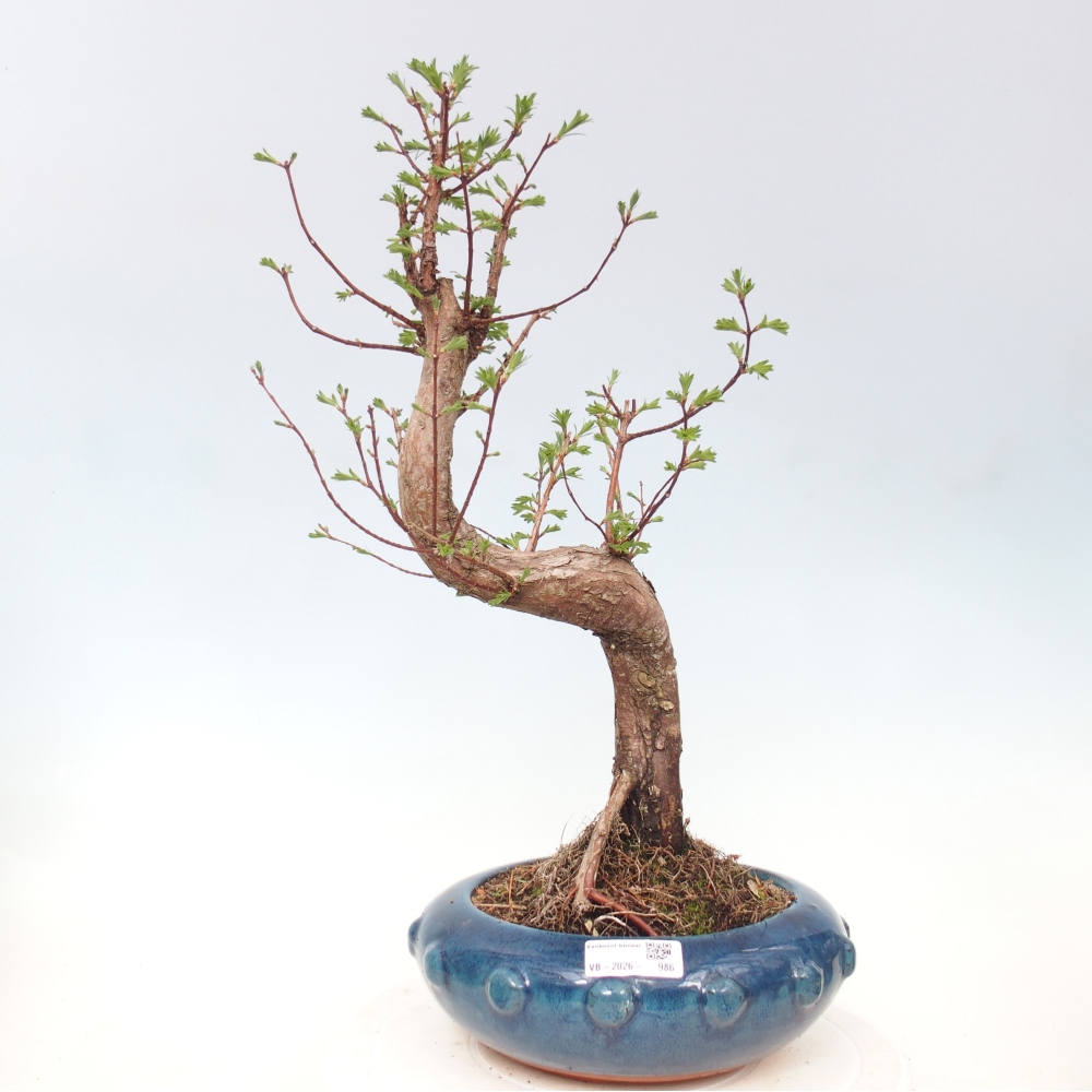 Bonsai da esterno - Metasequoia glyptostroboides - Metasequoia cinese