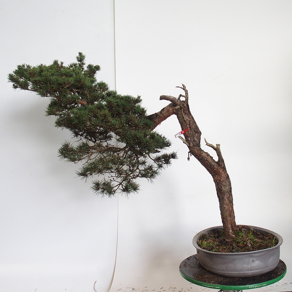 Yamadori - Pinus sylvestris Spagna