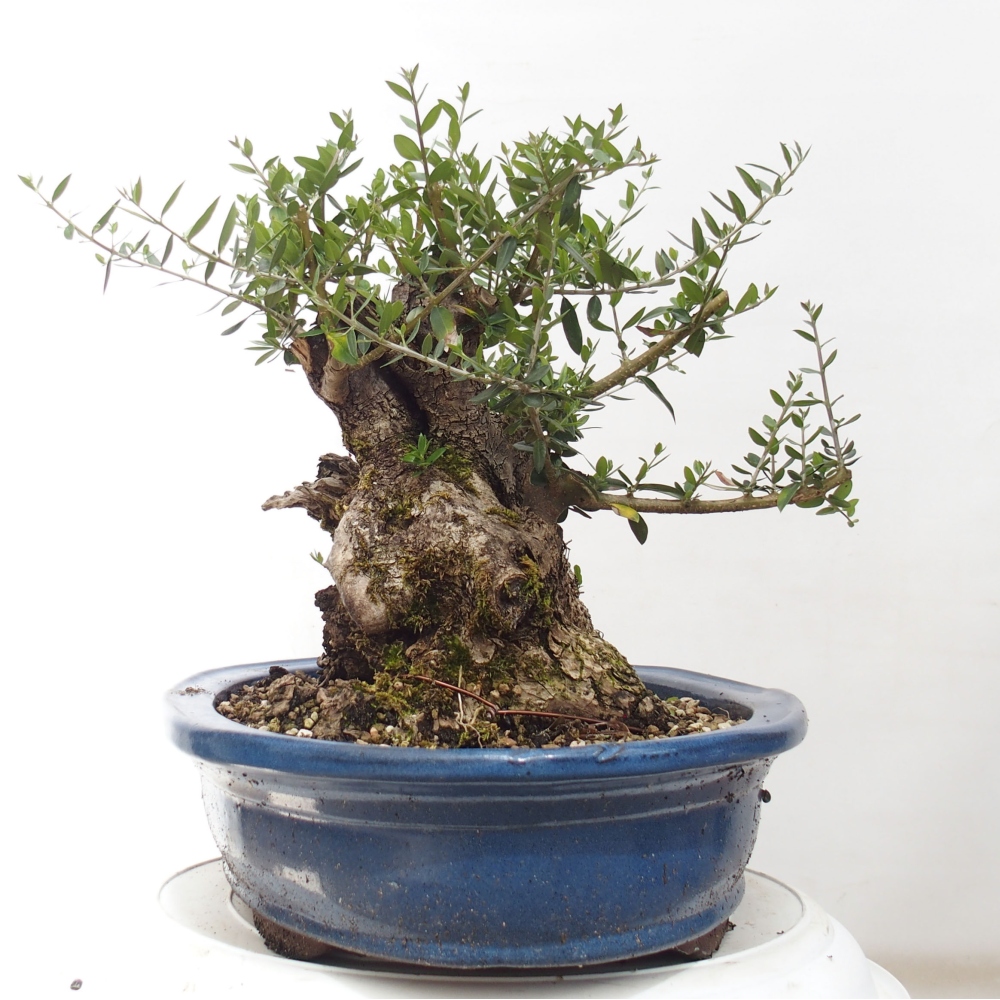 Bonsai da interno - Olea europaea sylvestris