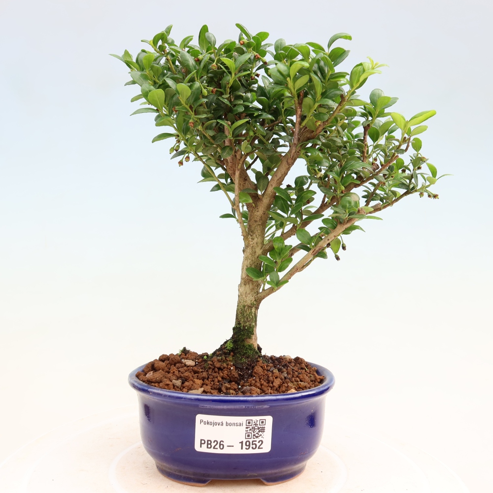 Camera bonsai - Ilex crenata - Agrifoglio