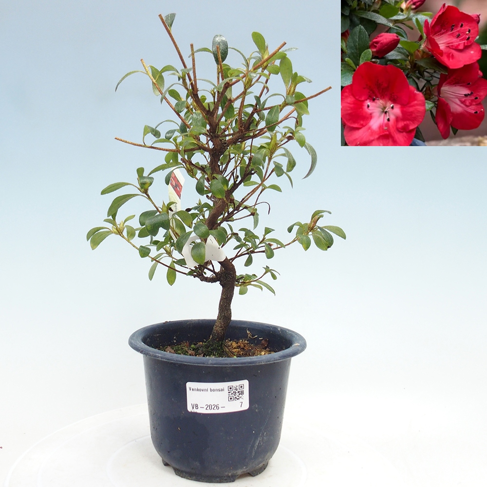 Bonsai da esterno - Azalea giapponese - Azalea Benibeni