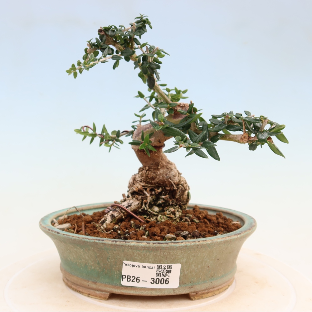 Bonsai da interno - Olea europaea sylvestris