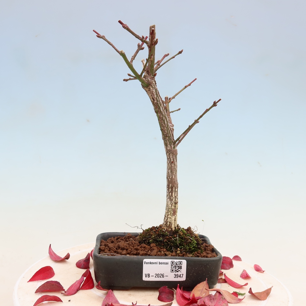 Bonsai da esterno -  Euonymus alatus comactus  - euonymus alato
