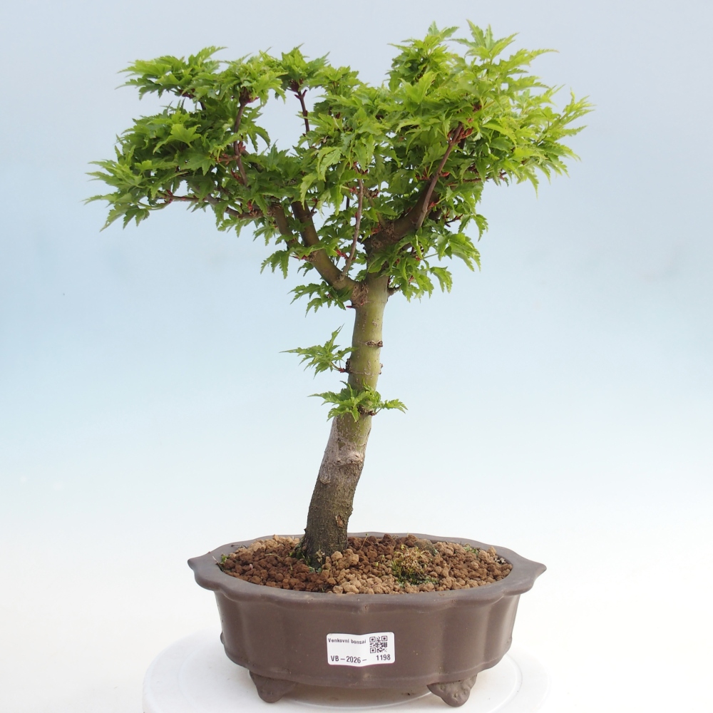 Bonsai da esterno -Palma di Giava Acer palmatum Shishigashira