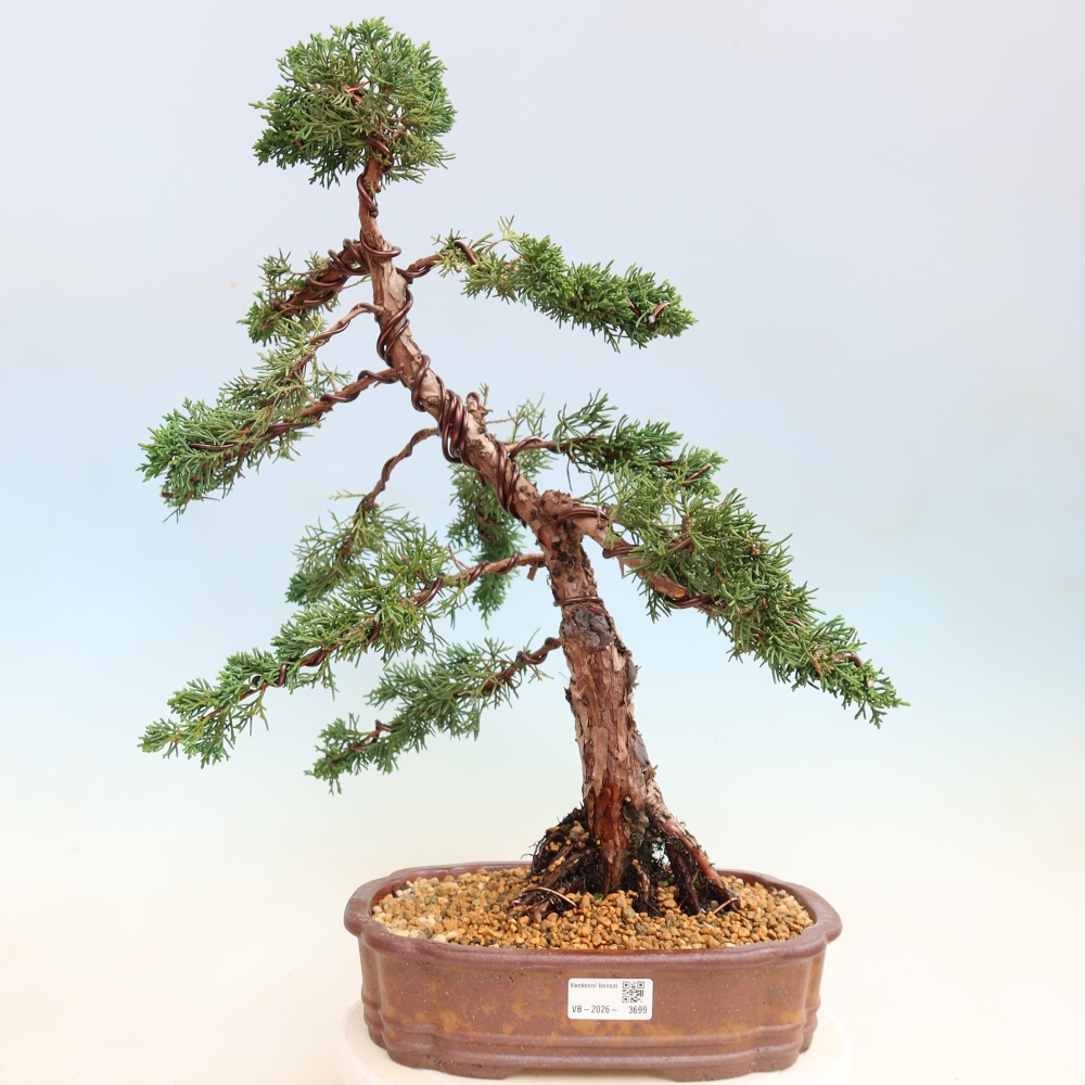 Bonsai da esterno - Juniperus chinensis Kishu