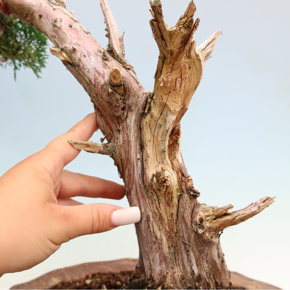 Bonsai da esterno - Juniperus chinensis Kishu