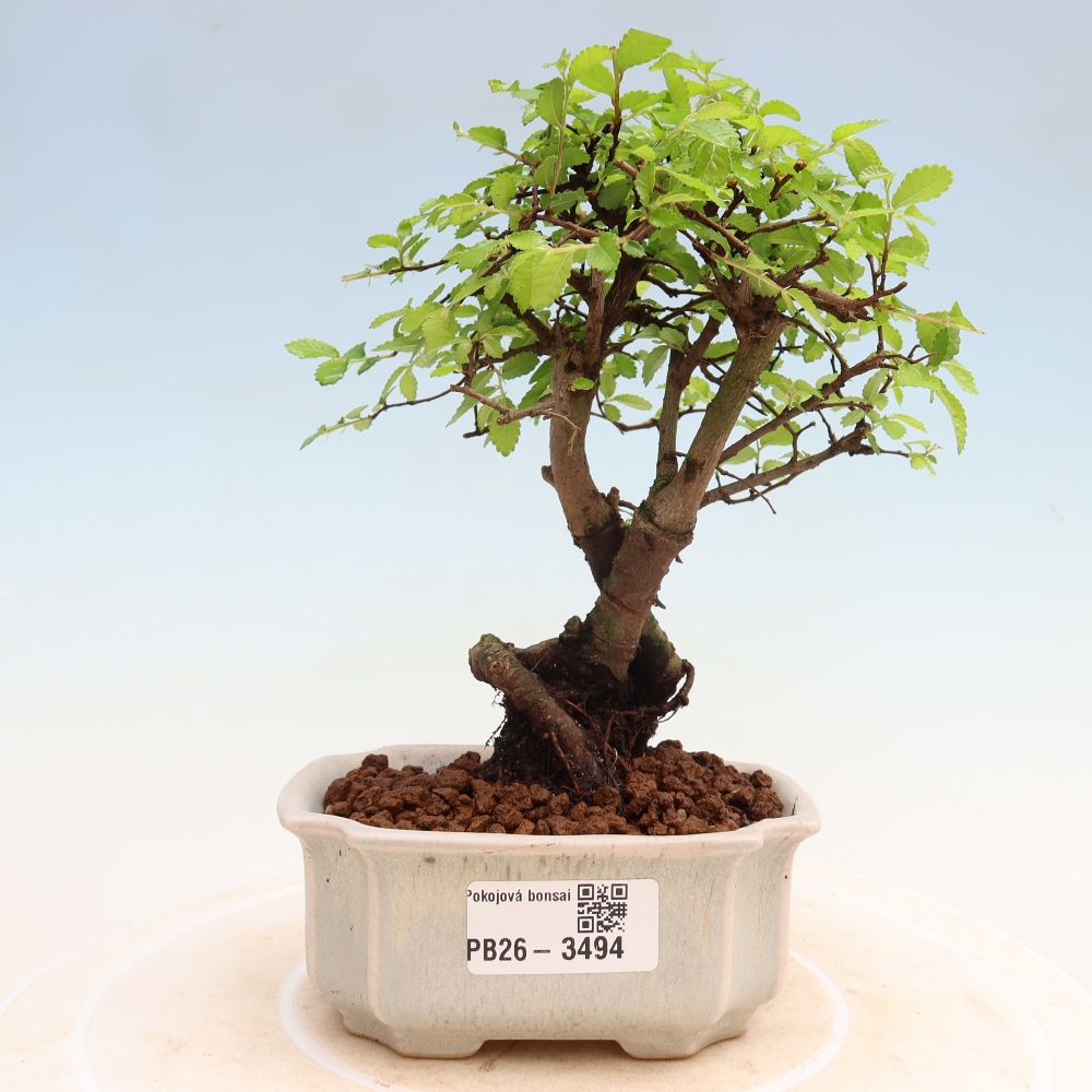Camera bonsai - Ulmus parvifolia - Olmo a foglie piccole
