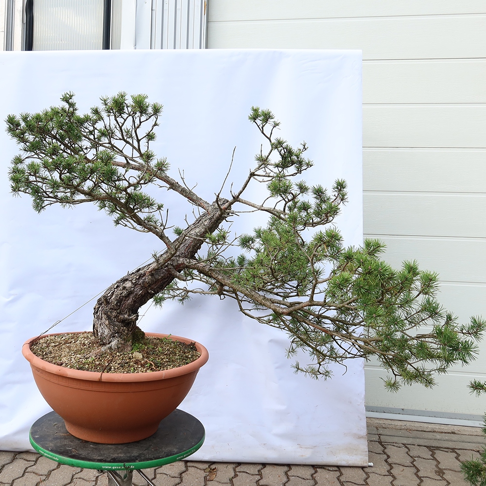 Pinus sylvestris Spagna - pino silvestre