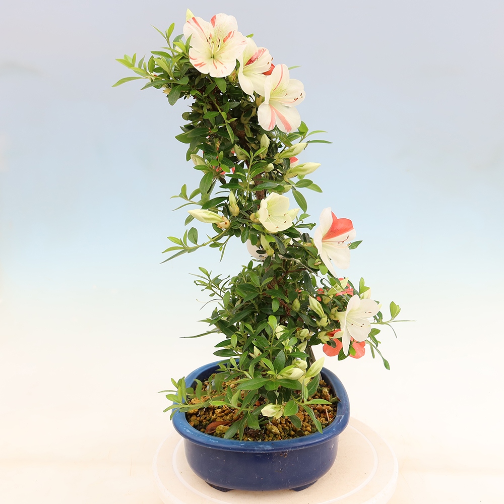 Bonsai da esterno - Azalea giapponese - Azalea Asahi-no-izumi