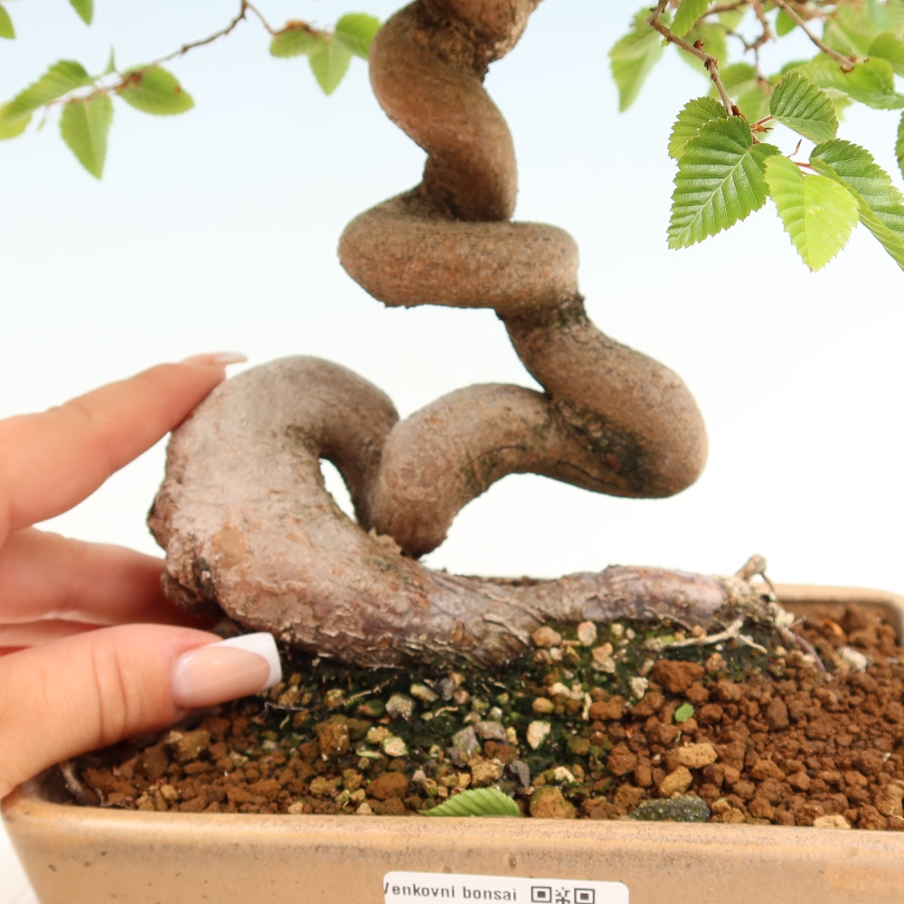 Bonsai da esterno -Carpinus Coreana - Carpino coreano
