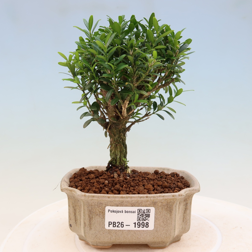 Camera bonsai - Buxus harlandii - buxus da sughero